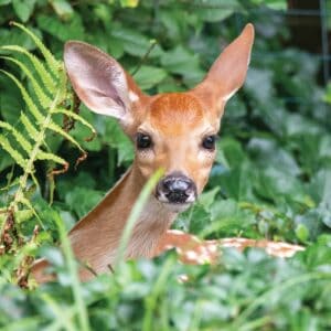 a fawn laying in the grass