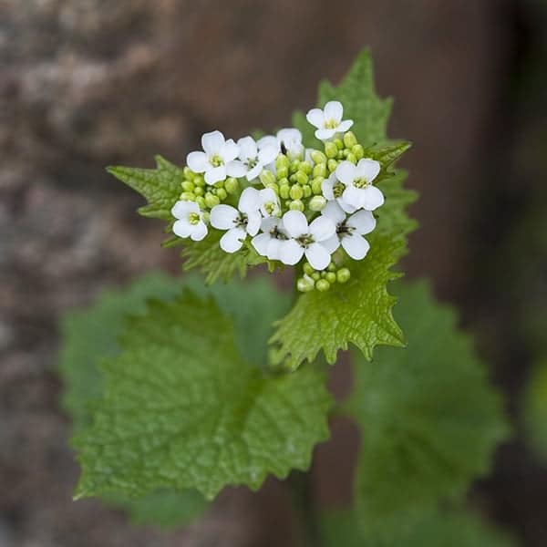 garlic mustard which is an invasive species