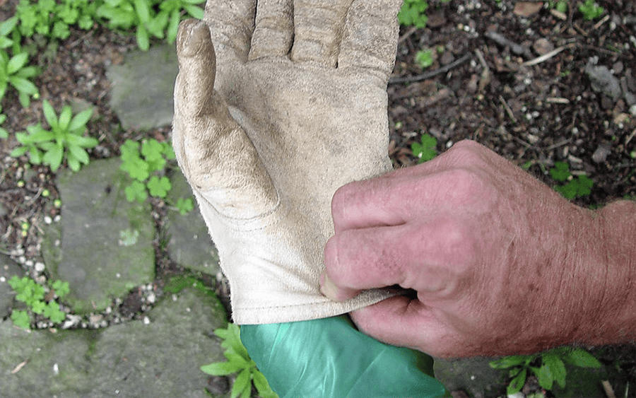 glove of death herbicide application