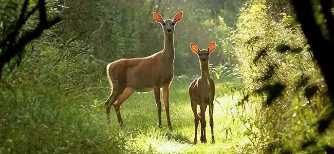 managing healthy woodlands to support the deer population