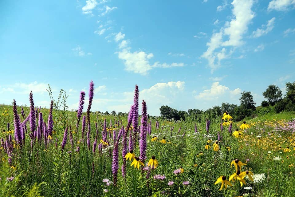 Beautiful picture depicting a wisconsin prairie with bright colored flowers